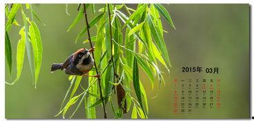 好鸟日视频在线观看,在线观看，感受自然之美  第1张